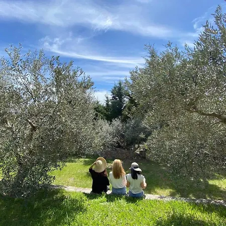 Sani Olive Grove Gem - The Ultimate Sunny Getaway Elani